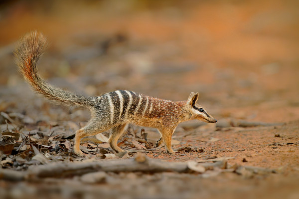 Numbat - Myrmecobius fasciatus also noombat or walpurti, insectivorous diurnal marsupial, diet consists almost exclusively of termites